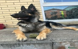 German Shepherd dogs for stud: Proven KC Registered German Shepherd  in Glasgow - Image 5