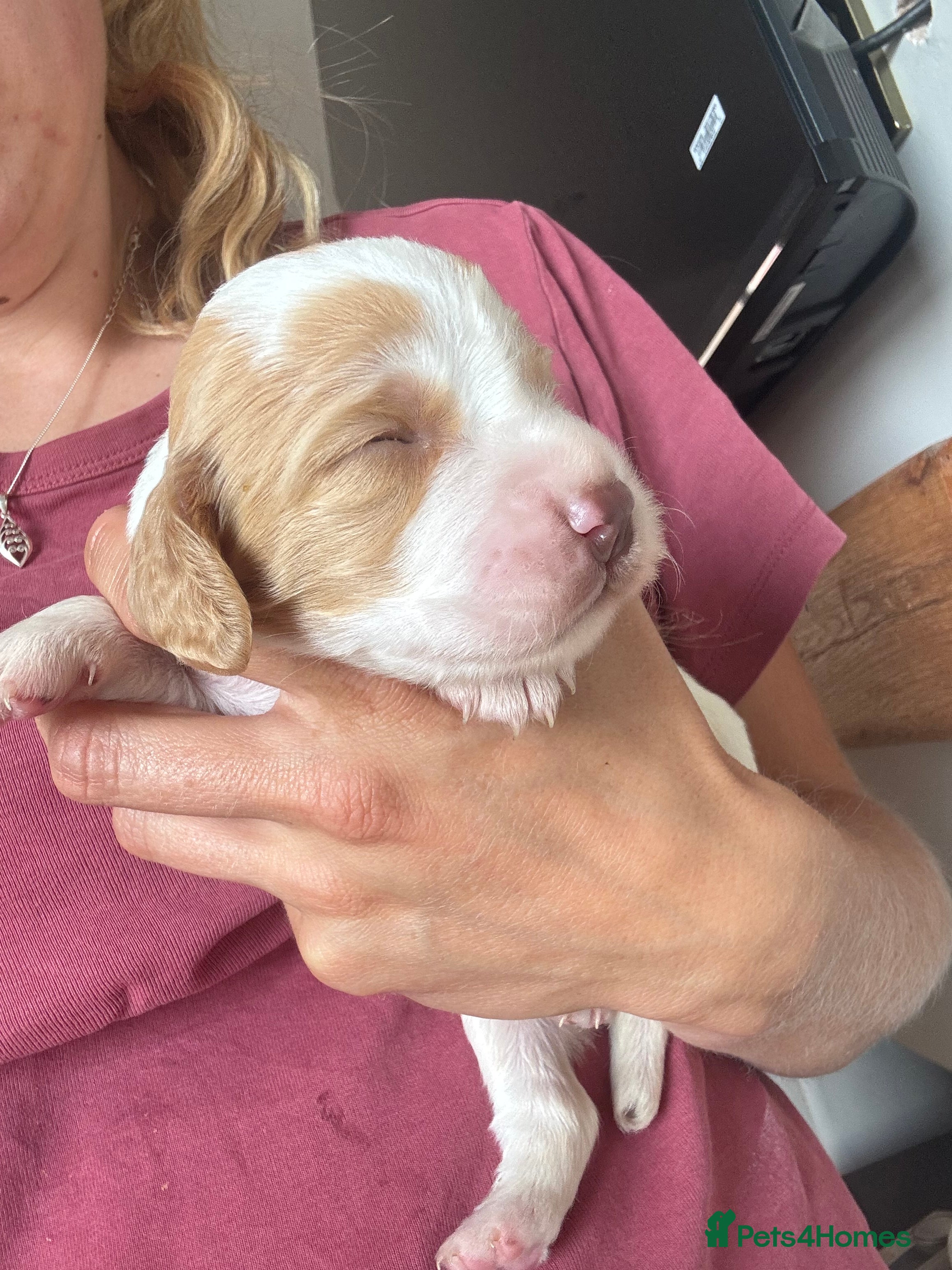 Sprocker dogs Gorgeous Sprocker Spaniel Puppies - Advert 2
