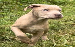 Mixed Breed dogs for sale: Cane Corso/Presa Canario Molloser dogs  - Image 15