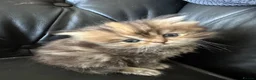 Persian cats for sale: Gorgeous Persian kittens 😍 - Advert 3