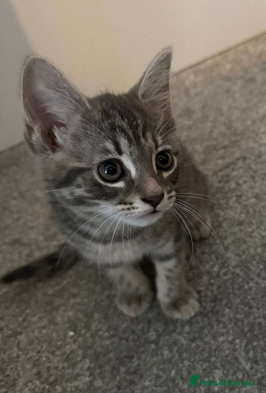 Maine Coon cats for sale: Grey Ragdoll / Mainecoon kitten - Image 6
