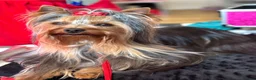 Yorkshire Terrier dogs for sale: Kennel Club Registered Female Yorkshire Terrier - Advert 3