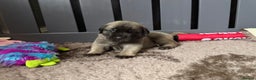 Mastiff dogs for sale: KC English mastiff Puppies  - Advert 3