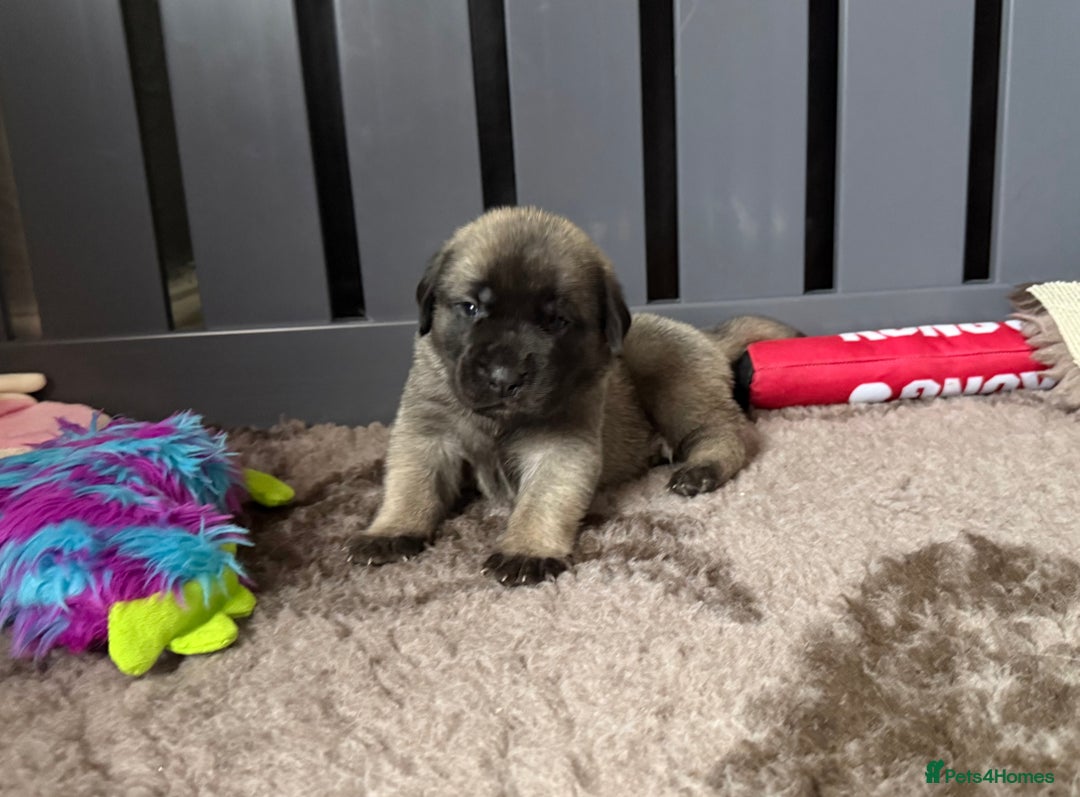 Mastiff dogs for sale: KC English mastiff Puppies  - Advert 3