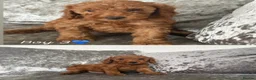 Cockapoo dogs for sale: Cockerpoo  - Advert 5