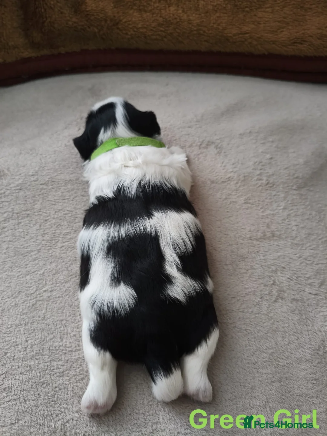 Shih Tzu dogs for sale: Pure Shih Tzu Puppies  - Advert 14