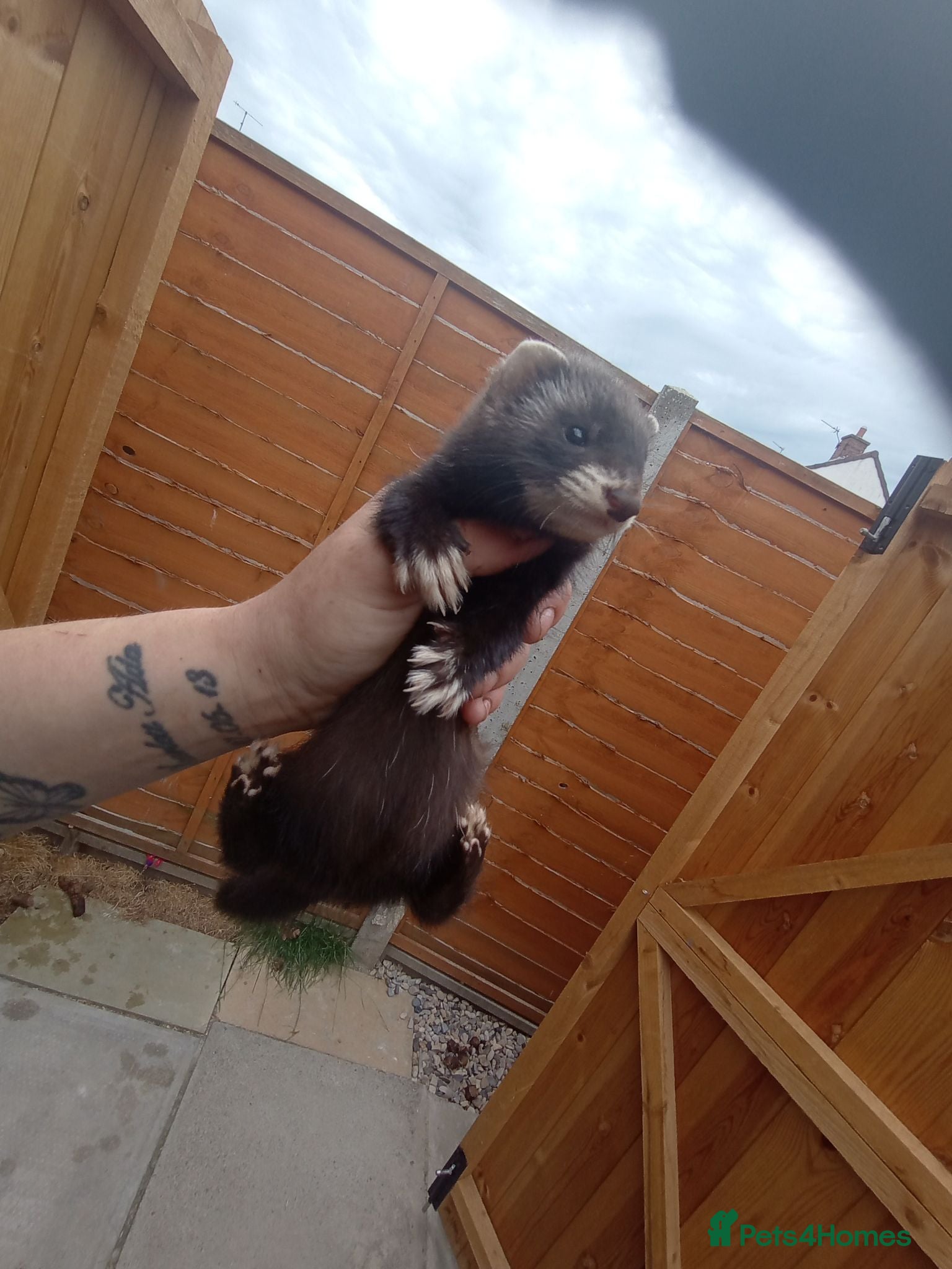 Ferret rodents Baby ferrets  - Advert 20