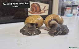 Snails invertebrates for sale: Giant Land Snail Babies - Image 21