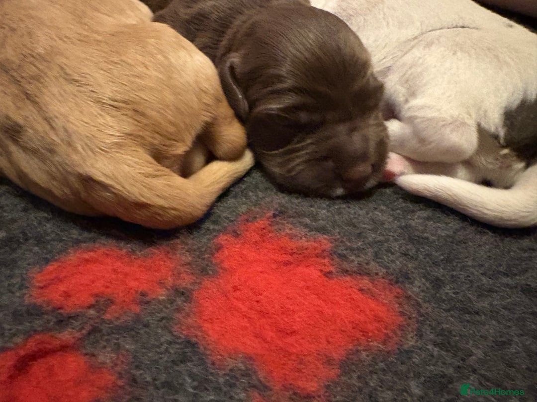 Cockerdor dogs for sale: Cockerdors  - Advert 32