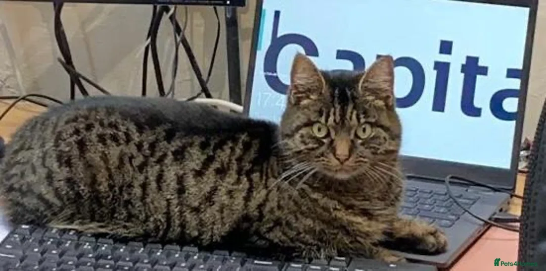 Mixed Breed cats for sale: New home needed - Advert 4