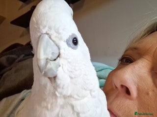 Cockatoo birds - Advert 1