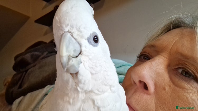 Cockatoo birds - Advert 1