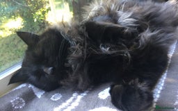 Ragdoll cats for sale: Ragdoll X Maine Coon  - Image 11