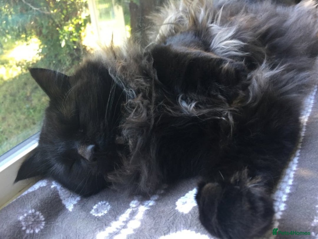 Ragdoll cats for sale: Ragdoll X Maine Coon  - Image 11