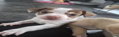 Chihuahua 3