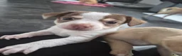 Chihuahua dogs for sale: 2 girl chihuahua left ready 10th August  - Advert 7