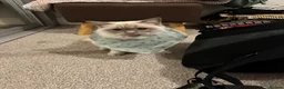 Ragdoll cats for sale: White ragdoll - Advert 2