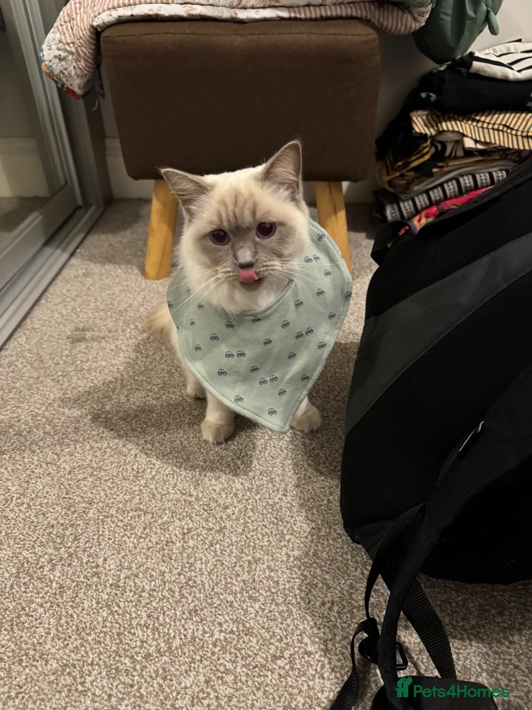 Ragdoll cats for sale: White ragdoll - Advert 2