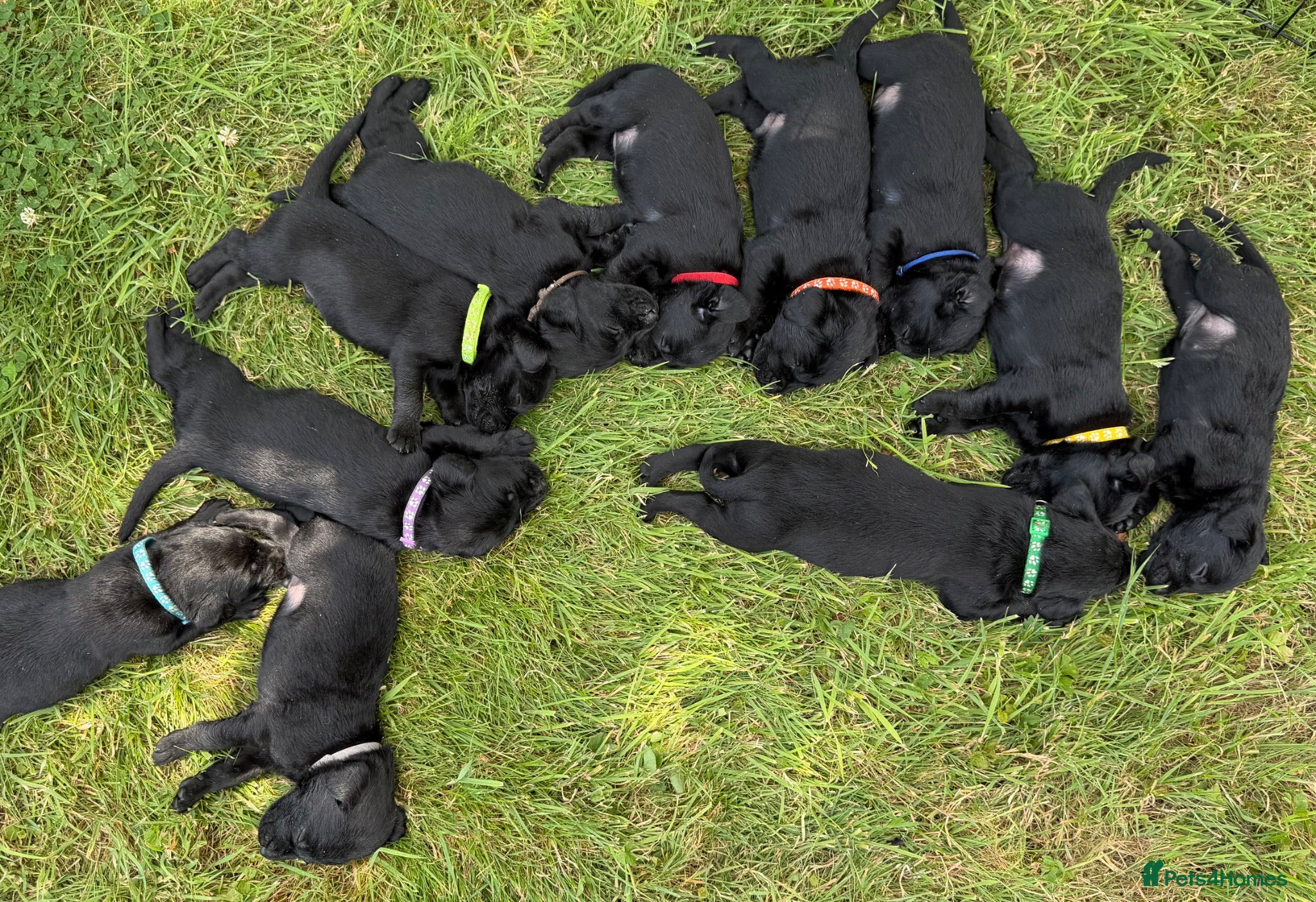 Labrador Retriever dogs 11 KC Labrador puppies - Advert 1