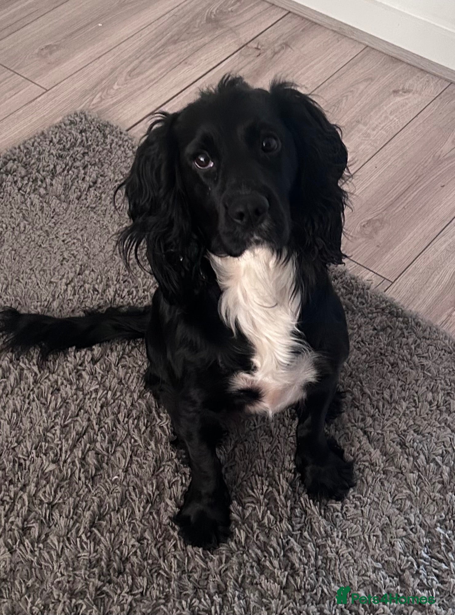Cockerdor dogs Cockerdor Puppies confirmed - Advert 10
