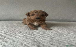 Cavapoo dogs for sale: Cavapoo Puppies for Sale - Image 19