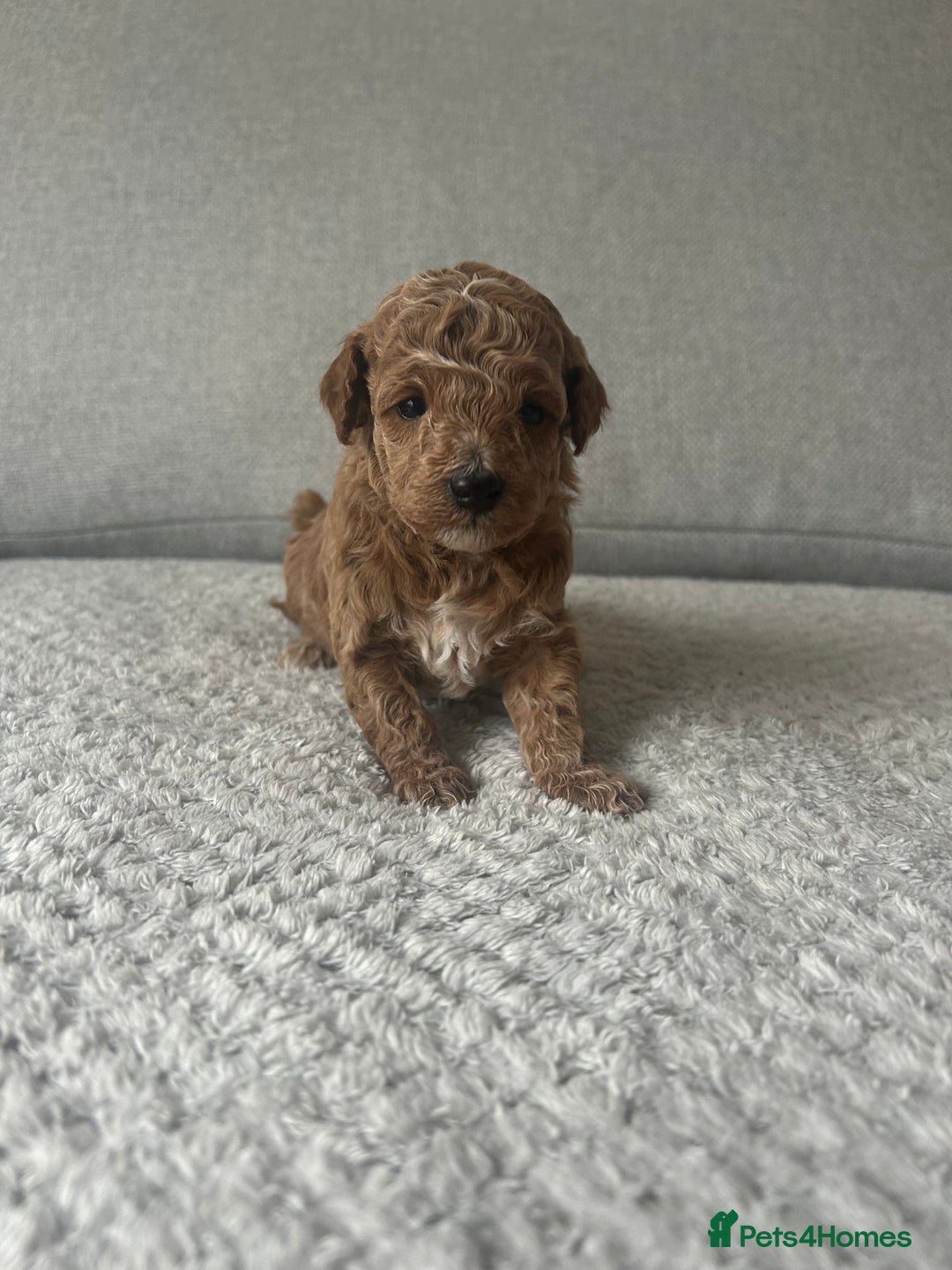 Cavapoo dogs for sale: Cavapoo Puppies for Sale - Image 19