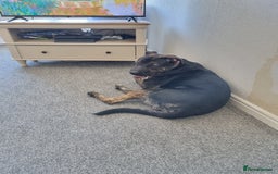 Mixed Breed dogs for sale: German shepherd X - Image 4