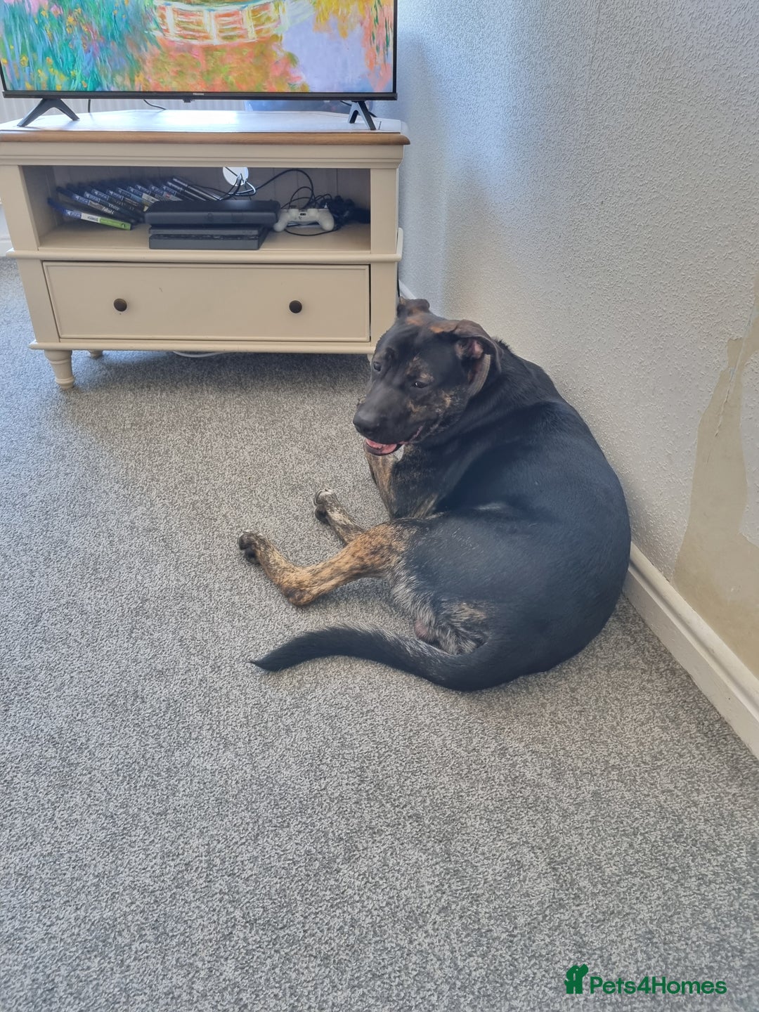 Mixed Breed dogs for sale: German shepherd X - Image 4