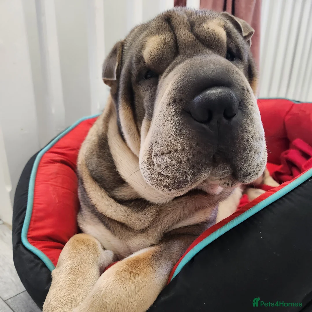 Gallery Image {{count}}