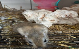 Gerbil rodents for sale: 2 male gerbils with cage and accesories - Advert 5