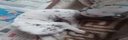 Dalmatian dogs for sale: Dalmatian puppies  - Advert 5