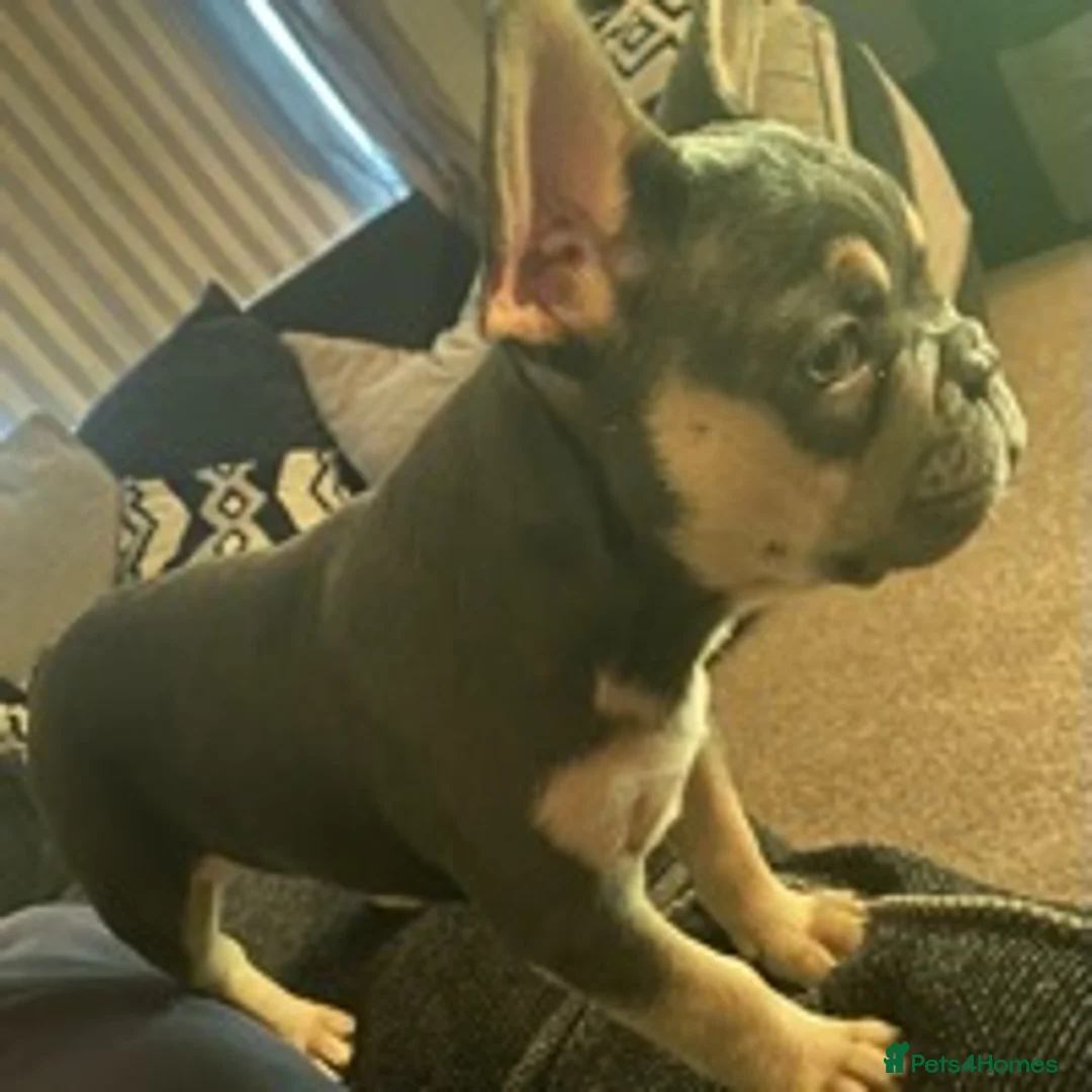 French Bulldog dogs for stud: BRUCE blue and tan french bulldog in Sheffield - Advert 6