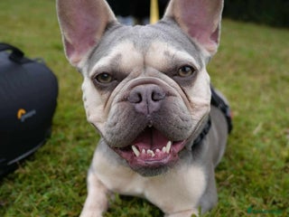 French Bulldog dogs - Advert 1