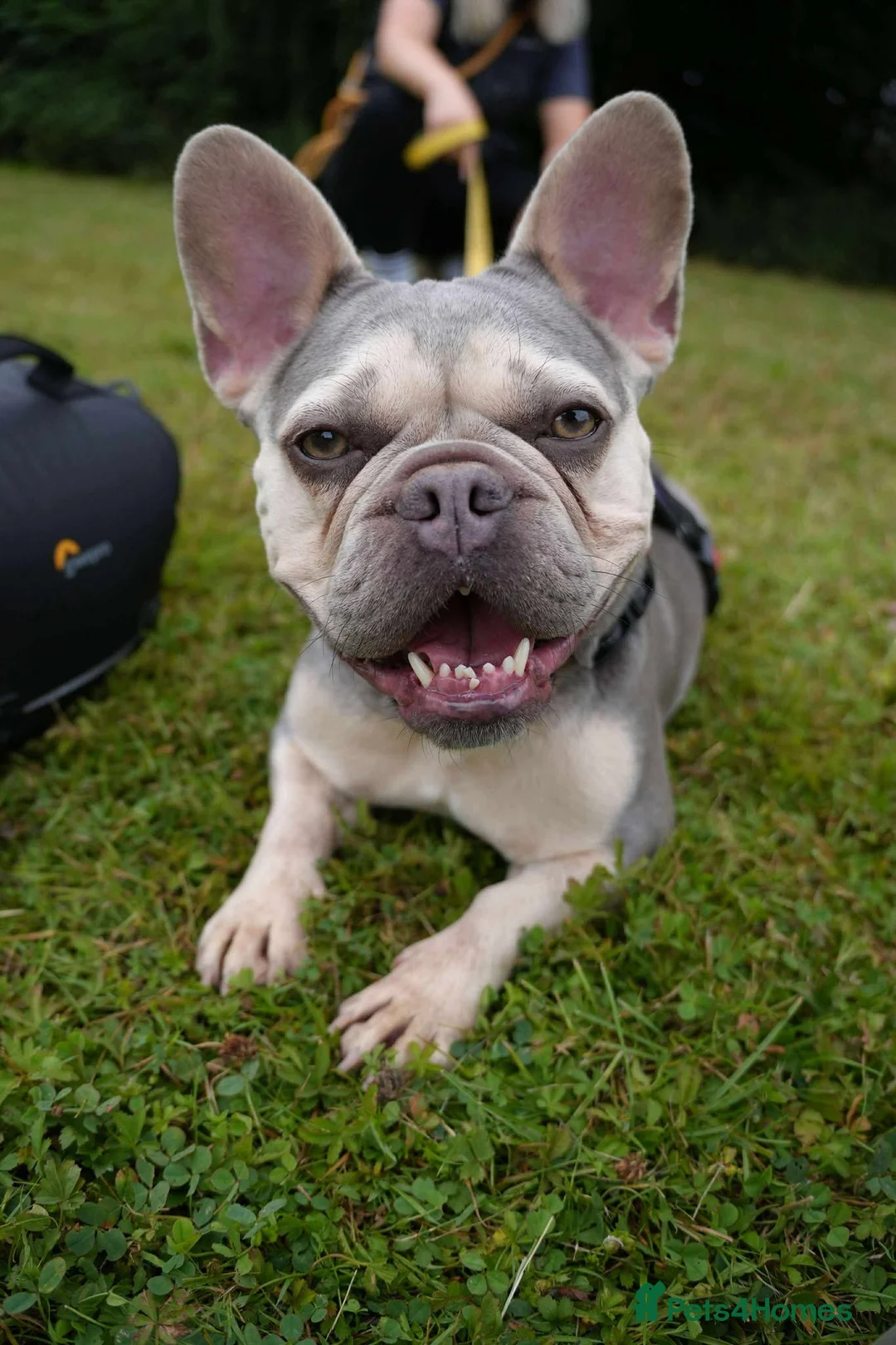French Bulldog dogs for adoption: Lovely Anita is looking for her forever home! - Advert 1