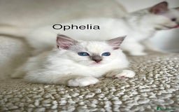 Ragdoll cats for sale: Beautiful Pedigree Ragdoll Kittens - Image 2