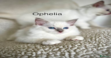Ragdoll cats - Advert 8