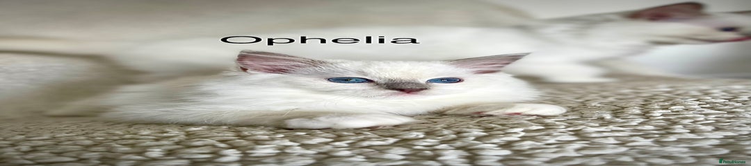 Ophelia