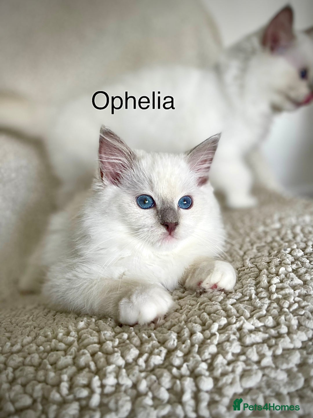 Ragdoll cats for sale: Beautiful Pedigree Ragdoll Kittens - Image 2