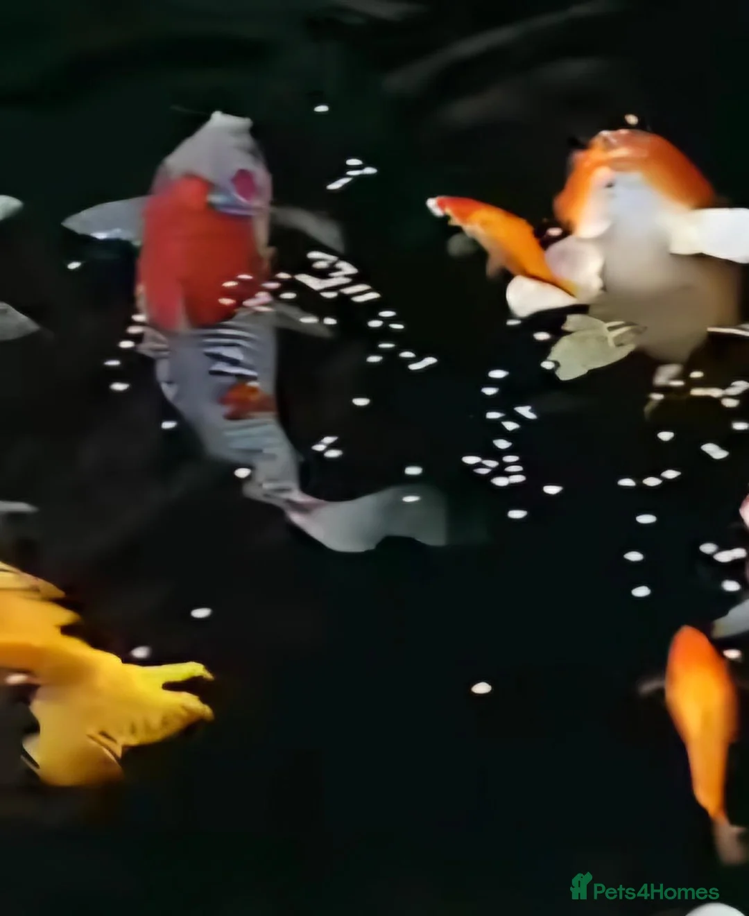Koi Carp fish for sale: Koi carp  - Advert 2
