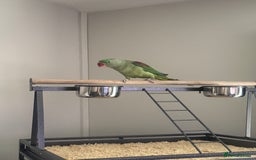 Conures birds for sale: Alexandrian  - Image 5