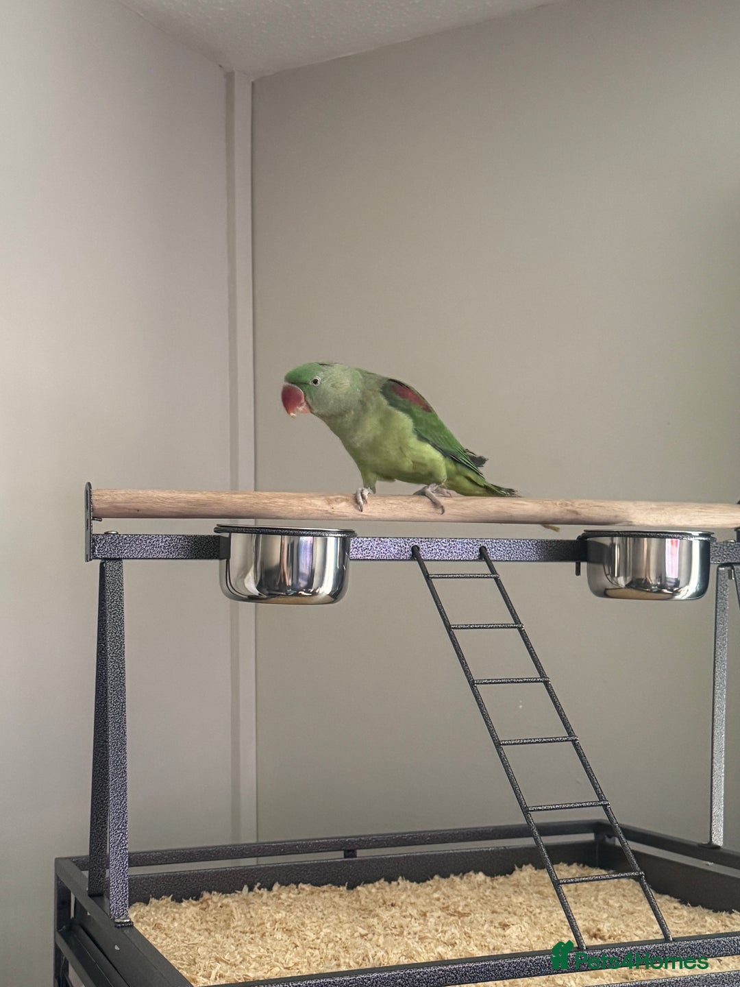 Conures birds for sale: Alexandrian  - Image 5