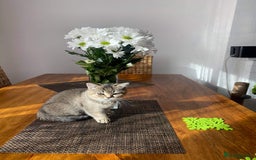 Scottish Fold cats for sale: Scottish straight - Image 4