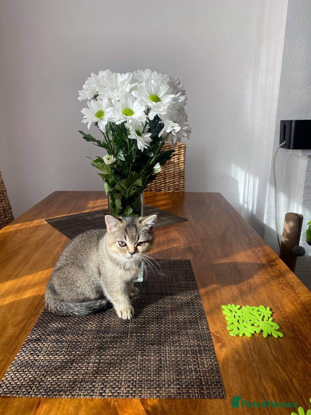 Scottish Fold cats for sale: Scottish straight - Image 4