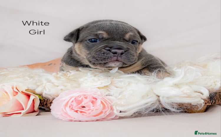 Olde English Bulldogge dogs - Advert 2