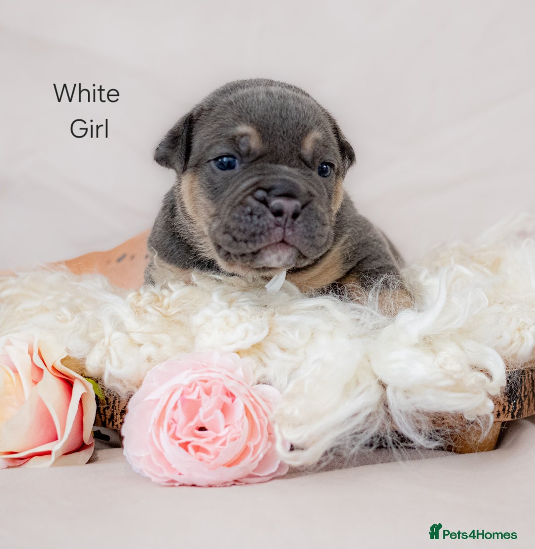 Olde English Bulldogge dogs for sale: Olde english bulldog  - Image 1