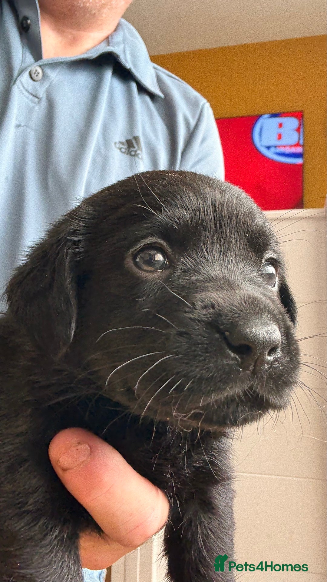 Labrador Retriever dogs for sale: Kc Reg Labrador  Puppies Health Tested Parents - Image 28