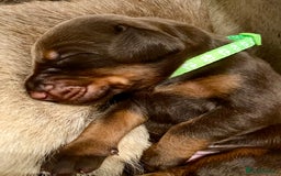 Dobermann dogs for sale: KC REGISTERED HEALTH TESTED DOBERMAN PUPS - Image 22