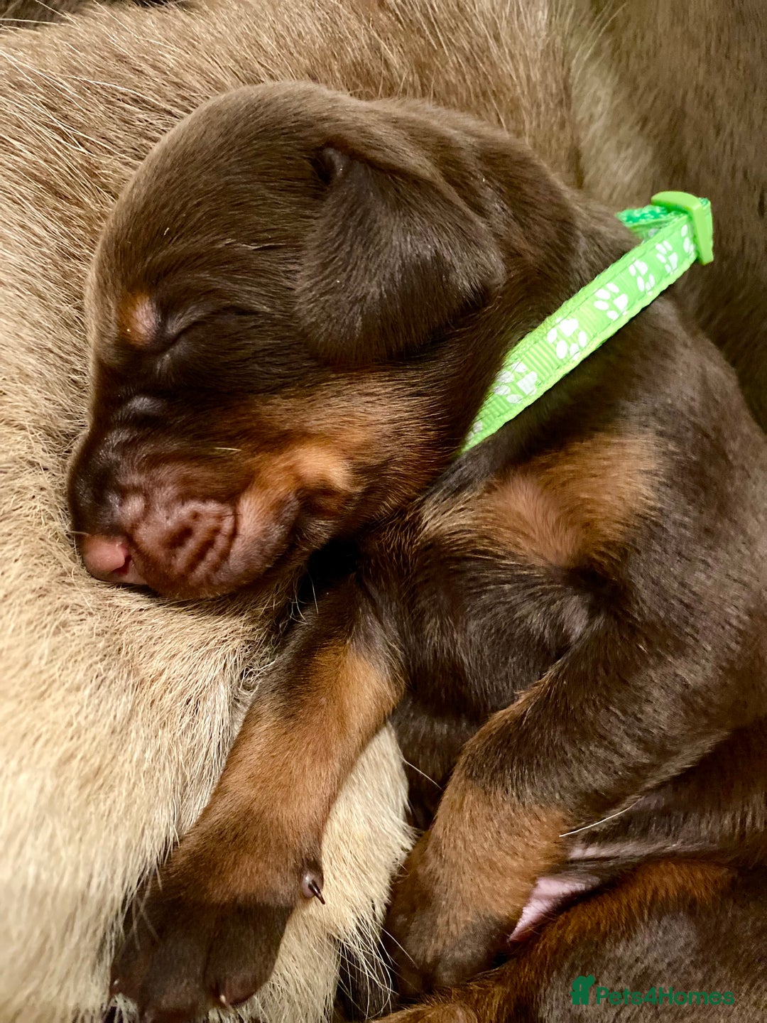 Dobermann dogs for sale: KC REGISTERED HEALTH TESTED DOBERMAN PUPS - Image 22