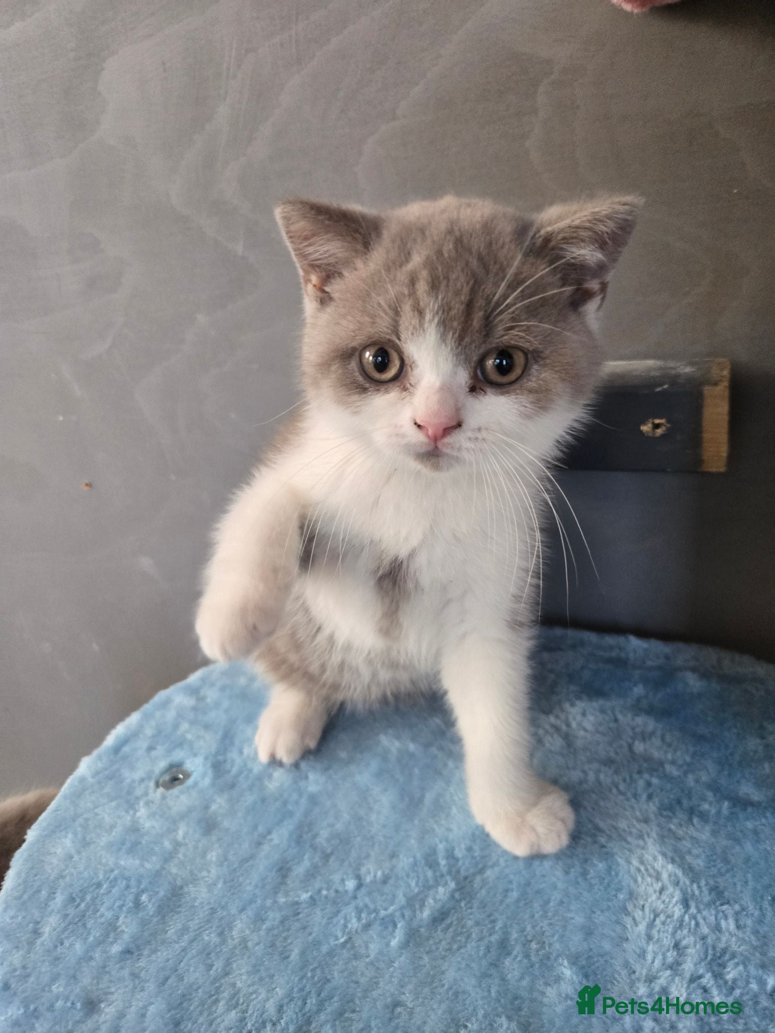 British Shorthair cats Still available Britishorthairs olny 1 boy - Advert 5