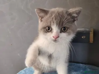 British Shorthair cats Still available Britishorthairs olny 1 boy - Advert 5